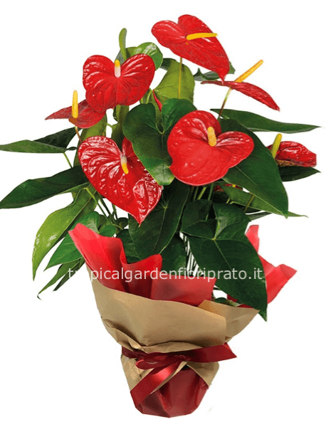 Pianta  anthurium. diametro 17 cm , altezza 60 cm