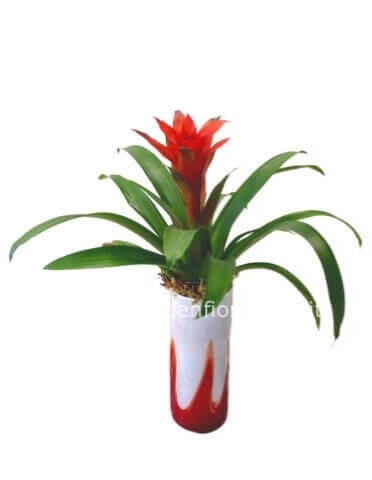 Pianta di guzmania o bromelia con vaso di vetro