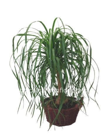 Pianta di beucarnea (mangiafumo)