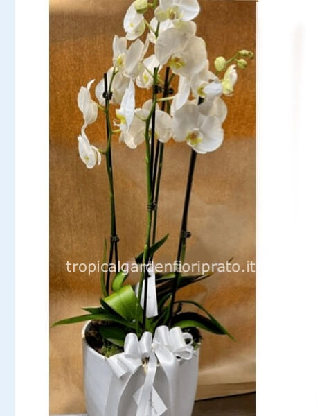 Pianta orchidea phalenopsis bianca o colorata a 4 steli
