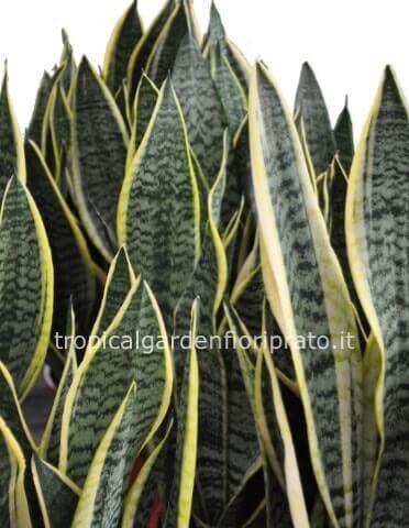 Pianta di sansevieria altezza 45cm