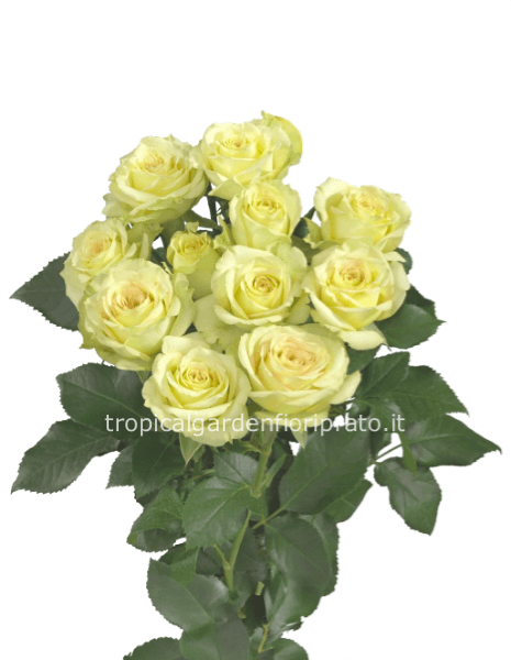 Rose bianche a gambo lungo da comporre in mazzo per numero di steli.