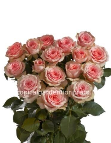 Rose Extra gambo lungo colore rosa da comporre in mazzo per numero di steli.