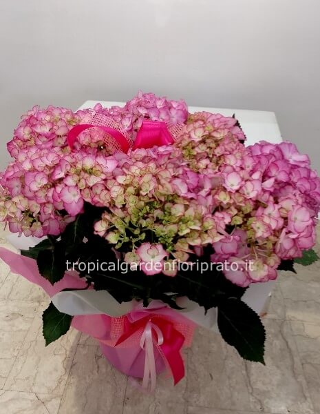 Ortensia misura grande Xl