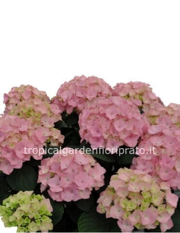 Ortensia