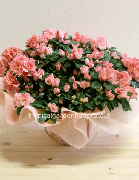 Pianta di azalea