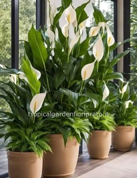 Pianta Spatiphilium fiorita