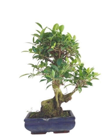 Pianta bonsai con vaso in terracotta.