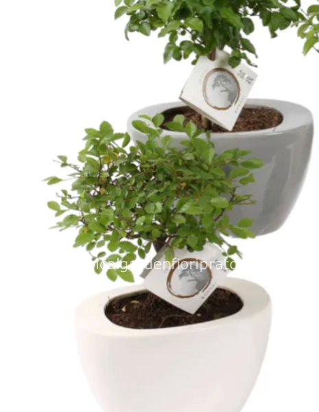 Pianta bonsai