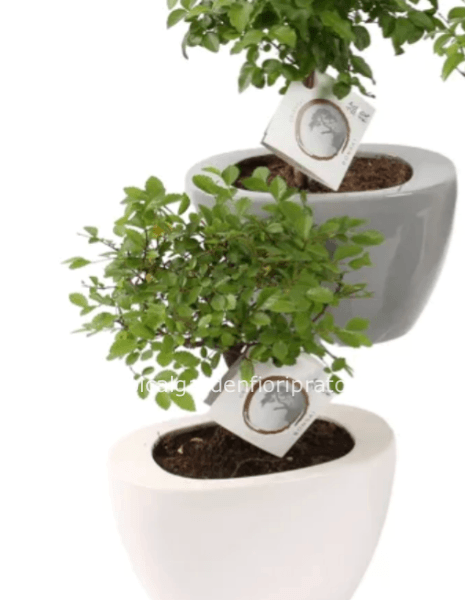 Pianta bonsai 19x 28 cm con vaso in ceramica
