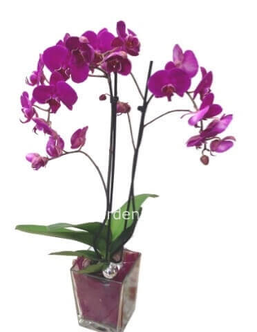 Pianta orchidea Phalenopsis rosa 2 rami