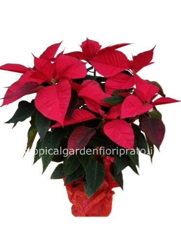 Stella di Natale diametro 40 cm, altezza 55 cm