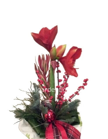 Mazzo essenziale con 1 amarillys o anthurium, abete e bacche .
