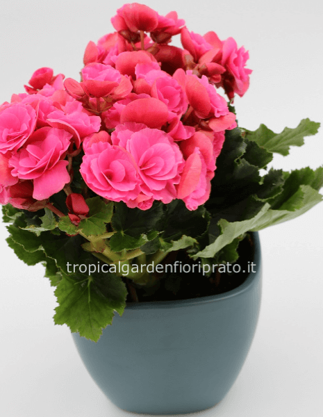 Pianta fiorita con vaso ceramica