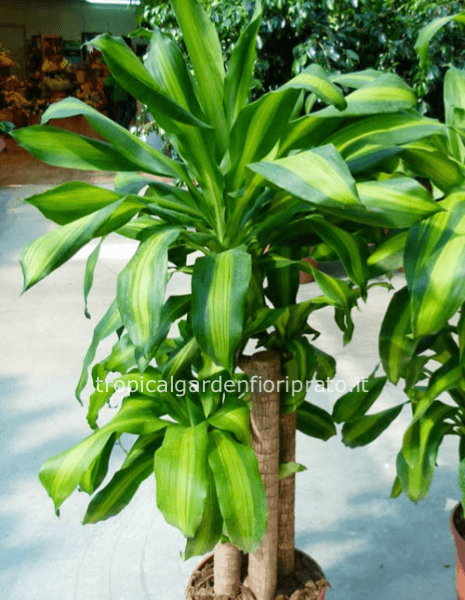 Pianta dracaena massangeana