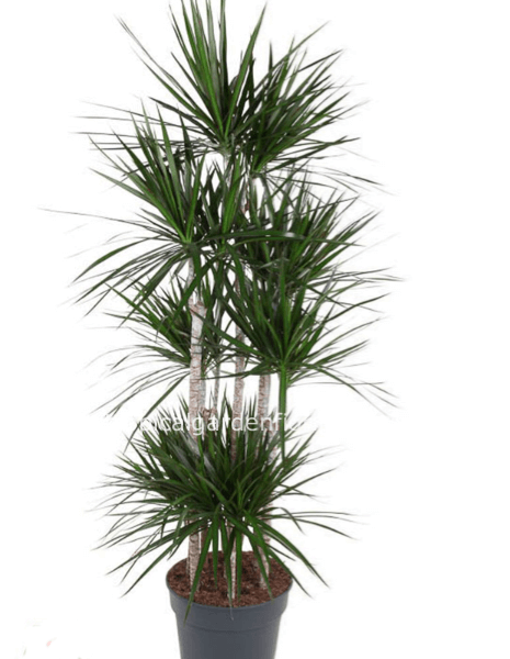 Pianta dracaena marginata