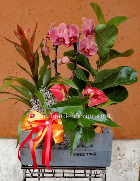 Composizione grande di piante con cassetta, 50 cm x h 80 cm