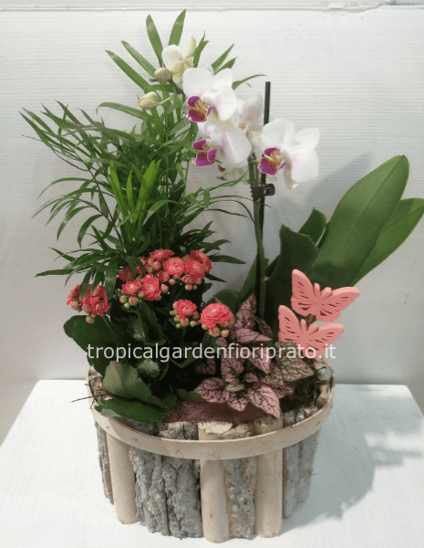 Composizione su base di legno con orchidea