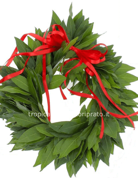 Coroncina alloro laurea con fiocco