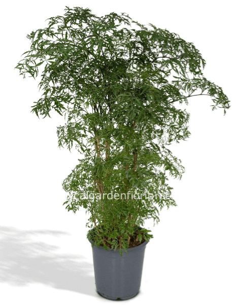 Polyscias fruticosa 1,20