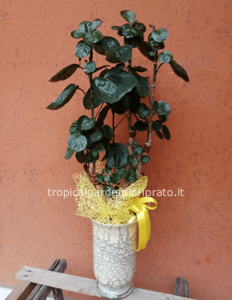 Polycias con vaso dipinto a mano