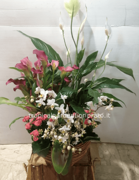 Composizione con orchidea e piante in fiore