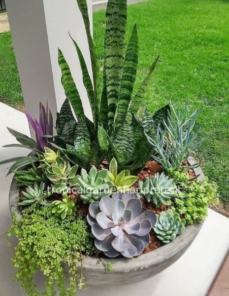 Composizione essenziale piante grasse con vaso ceramica,30 cm