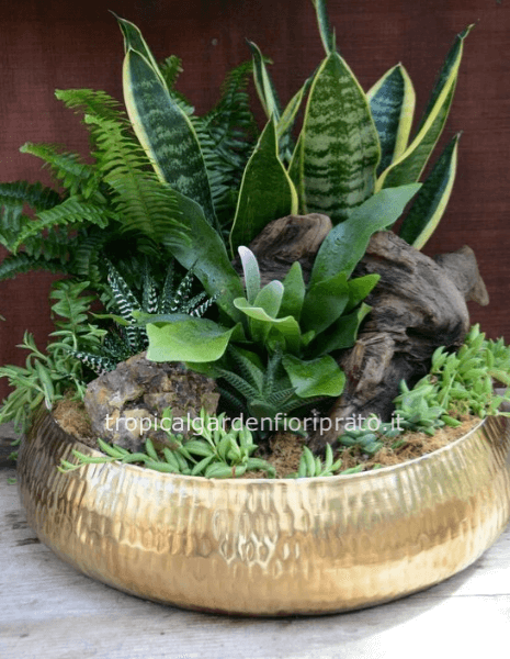 Composizione essenziale piante grasse  con vaso ceramica,30 cm