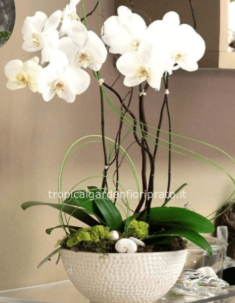 Orchidee Phaleno composizione in ciotola, diametro 28 cm, altezza 65 cm