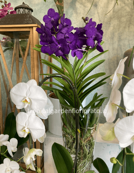 Orchidea vanda a un ramo con vaso vetro