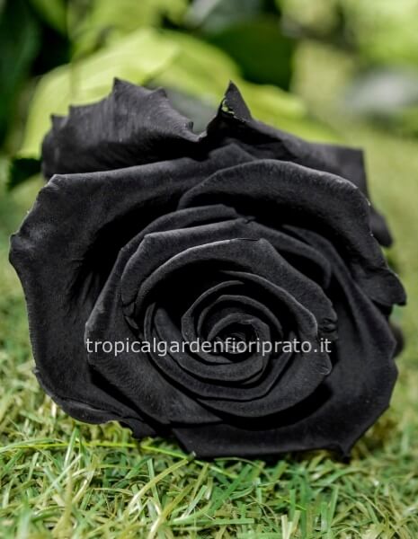 Rose nere a gambo lungo da comporre in mazzo per numero di steli.