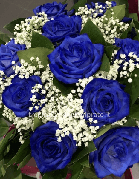 Rose blu extra a gambo lungo da comporre in mazzo per numero di steli