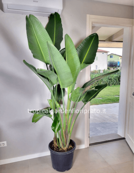 Pianta Strelitzia 