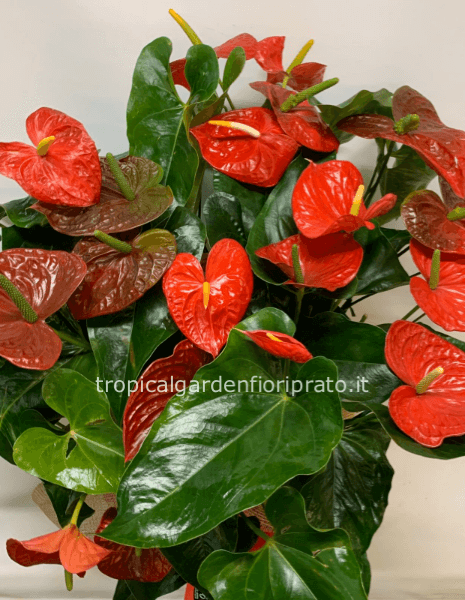 Pianta di Anthurium rosso Deluxe, vaso diametro 30 cm, altezza 65 cm