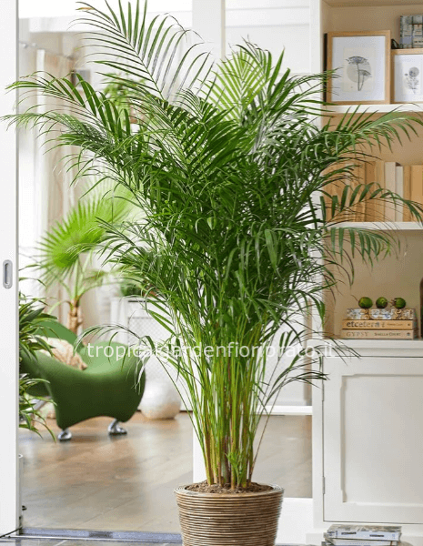 Areca altezza 1,90 mt 