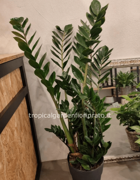 Pianta Zamia altezza 60 cm, vaso 17 cm