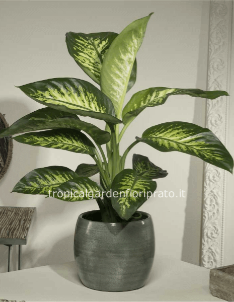 Pianta Dieffenbachia altezza 70 cm, chioma 55 cm
