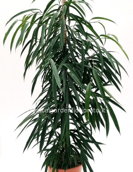 Ficus alii. 1,65 mt