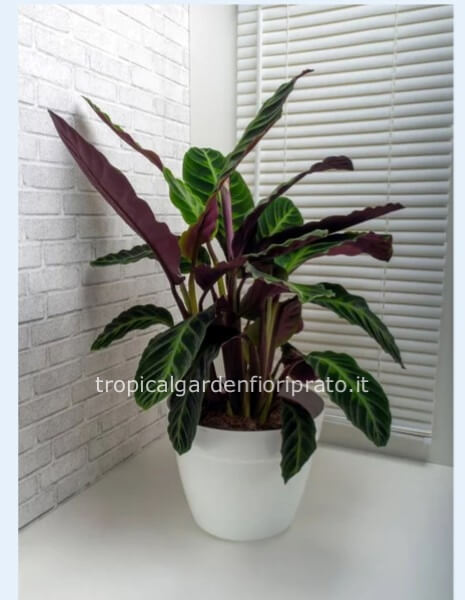 Pianta Maranta
