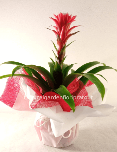 Pianta Guzmania/ Bromelia altezza 40 cm