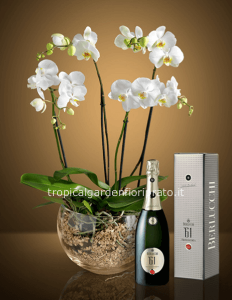 Composizione orchidea con vaso e bottiglia Berlucchi