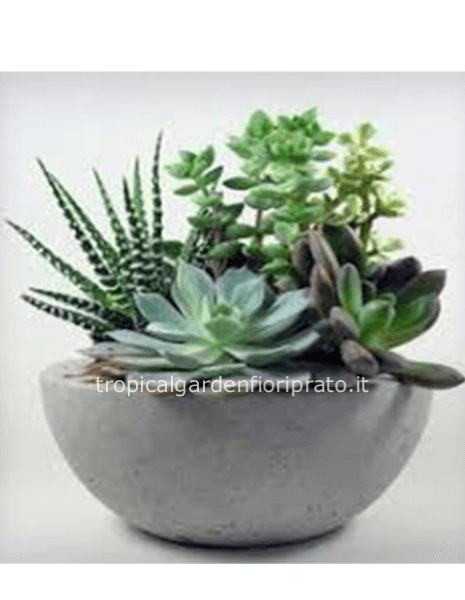 Composizione essenziale piante grasse con vaso in ceramica 20x25 cm