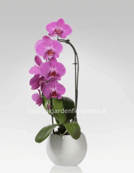 Phalaenopsis cascada