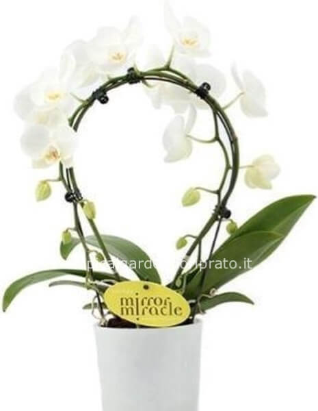 Pianta orchidea Phalaenopsis boog