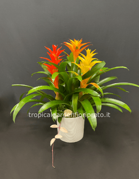 Composizione con 3 piante bromelia con vaso di plastica