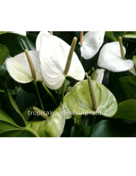 Anthurium bianco, altezza 66 cm