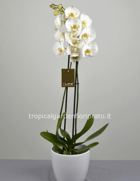 Pianta orchidea Phalenopsis bianca 2/3 rami