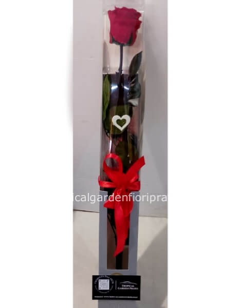 Rosa rossa xl stabilizzata a gambo lungo con scatola