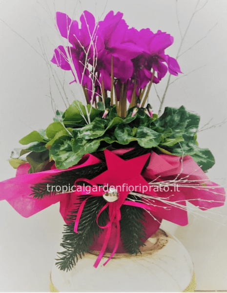 Ciclamino con confezione di buone feste misura media 27 x 32 cm