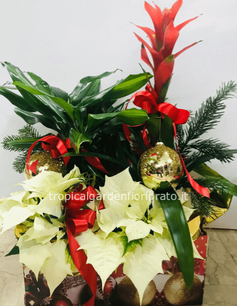 Composizione di piante essenziale  con scatola e confezione natalizia